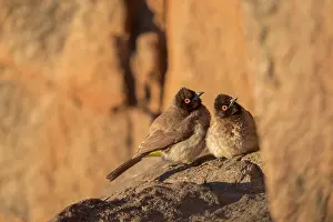 Bain: Afrique du Sud, Upper Karoo, Bulbul brunoir (Pycnonotus
