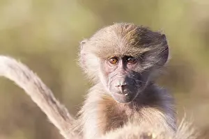 Ville: Afrique, Ethiopie, Valle du Rift, Awash, Babouin
