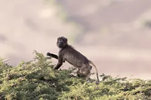 Manger: Afrique, Ethiopie, Valle du Rift, Debre Libanos
