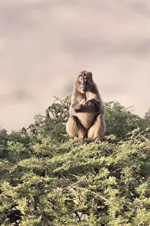 Manger: Afrique, Ethiopie, Valle du Rift, Debre Libanos