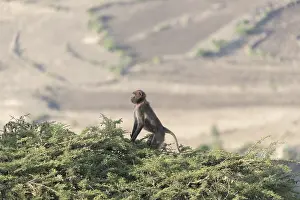 Manger: Afrique, Ethiopie, Valle du Rift, Debre Libanos