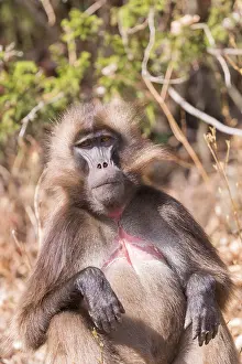 Glada: Afrique, Ethiopie, Valle du Rift, Debre Libanos