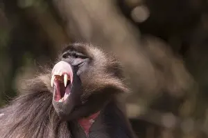 Raction: Afrique, Ethiopie, Valle du Rift, Debre Libanos