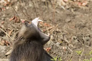 Raction: Afrique, Ethiopie, Valle du Rift, Debre Libanos