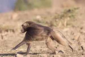 Mouvement: Afrique, Ethiopie, Valle du Rift, Debre Libanos
