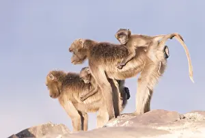 Mouvement: Afrique, Ethiopie, Valle du Rift, Debre Libanos