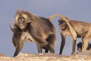Alpha: Afrique, Ethiopie, Valle du Rift, Debre Libanos
