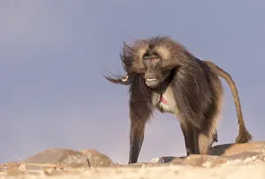 Alpha: Afrique, Ethiopie, Valle du Rift, Debre Libanos