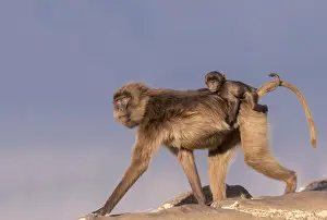 Plateaux: Afrique, Ethiopie, Valle du Rift, Debre Libanos