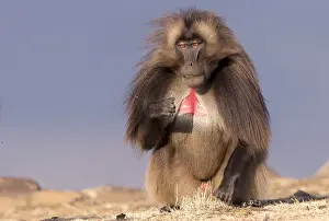 Alpha: Afrique, Ethiopie, Valle du Rift, Debre Libanos