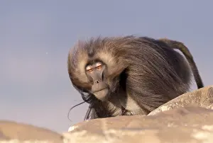 Alpha: Afrique, Ethiopie, Valle du Rift, Debre Libanos