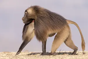 Alpha: Afrique, Ethiopie, Valle du Rift, Debre Libanos