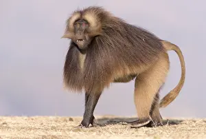 Alpha: Afrique, Ethiopie, Valle du Rift, Debre Libanos