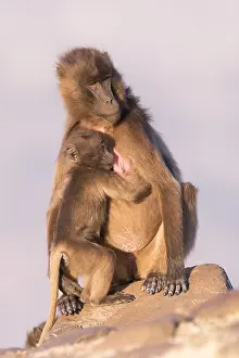 Plateaux: Afrique, Ethiopie, Valle du Rift, Debre Libanos