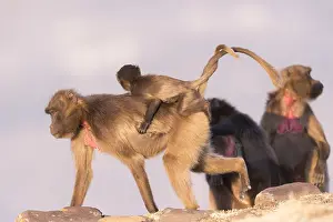 Plateaux: Afrique, Ethiopie, Valle du Rift, Debre Libanos