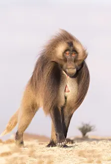 Dominant: Afrique, Ethiopie, Valle du Rift, Debre Libanos