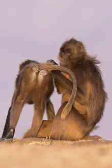 Plateaux: Afrique, Ethiopie, Valle du Rift, Debre Libanos