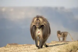 Dominant: Afrique, Ethiopie, Valle du Rift, Debre Libanos