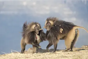 Combat: Afrique, Ethiopie, Valle du Rift, Debre Libanos