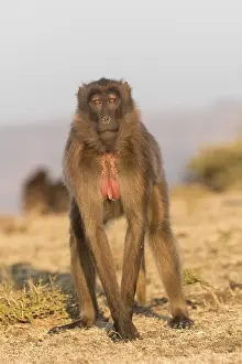 Plateaux: Afrique, Ethiopie, Valle du Rift, Debre Libanos