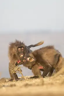 Combat: Afrique, Ethiopie, Valle du Rift, Debre Libanos