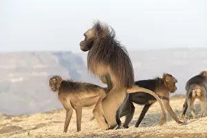 Dominant: Afrique, Ethiopie, Valle du Rift, Debre Libanos