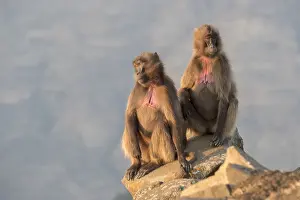 Theropithecus: Afrique, Ethiopie, Valle du Rift, Debre Libanos
