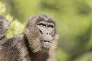Theropithecus: Afrique, Ethiopie, Valle du Rift, Debre Libanos