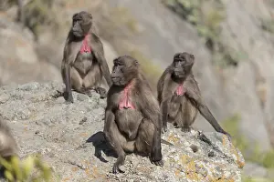 Plateaux: Afrique, Ethiopie, Valle du Rift, Debre Libanos