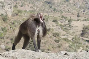 Dominant: Afrique, Ethiopie, Valle du Rift, Debre Libanos