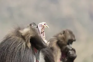 Dominant: Afrique, Ethiopie, Valle du Rift, Debre Libanos