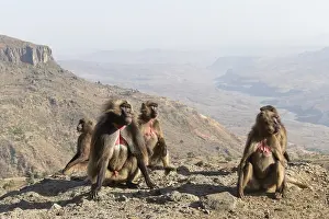 Dominant: Afrique, Ethiopie, Valle du Rift, Debre Libanos