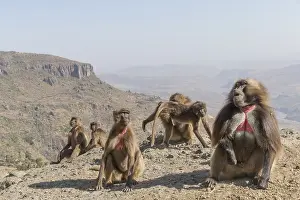 Dominant: Afrique, Ethiopie, Valle du Rift, Debre Libanos