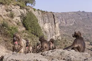 Dominant: Afrique, Ethiopie, Valle du Rift, Debre Libanos
