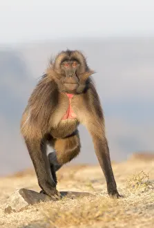 Theropithecus: Afrique, Ethiopie, Valle du Rift, Debre Libanos