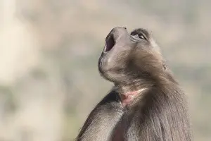 Dominant: Afrique, Ethiopie, Valle du Rift, Debre Libanos