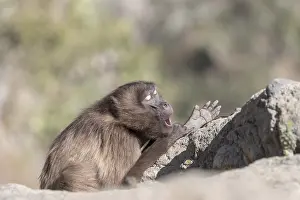 Dominant: Afrique, Ethiopie, Valle du Rift, Debre Libanos