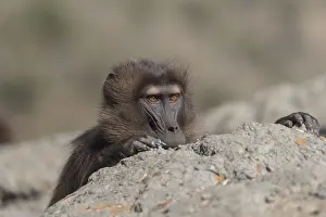 Theropithecus: Afrique, Ethiopie, Valle du Rift, Debre Libanos