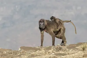Plateaux: Afrique, Ethiopie, Valle du Rift, Debre Libanos
