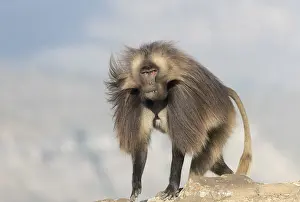 Dominant: Afrique, Ethiopie, Valle du Rift, Debre Libanos