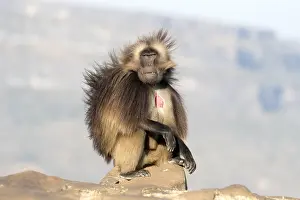 Dominant: Afrique, Ethiopie, Valle du Rift, Debre Libanos