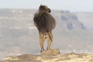 Dominant: Afrique, Ethiopie, Valle du Rift, Debre Libanos