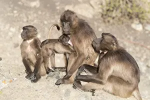 Plateaux: Afrique, Ethiopie, Valle du Rift, Debre Libanos