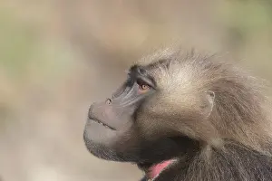 Dominant: Afrique, Ethiopie, Valle du Rift, Debre Libanos