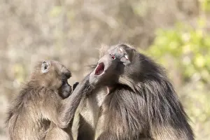 Dominant: Afrique, Ethiopie, Valle du Rift, Debre Libanos
