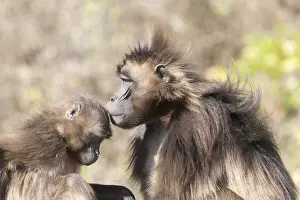 Dominant: Afrique, Ethiopie, Valle du Rift, Debre Libanos