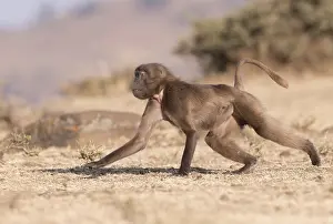 Theropithecus: Afrique, Ethiopie, Valle du Rift, Debre Libanos