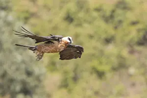Barbatus: Afrique, Ethiopie, Valle du Rift, Debre Libanos