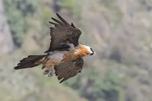 Barbatus: Afrique, Ethiopie, Valle du Rift, Debre Libanos