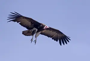 Rapace: Afrique, Ethiopie, Valle du Rift, Debre Libanos